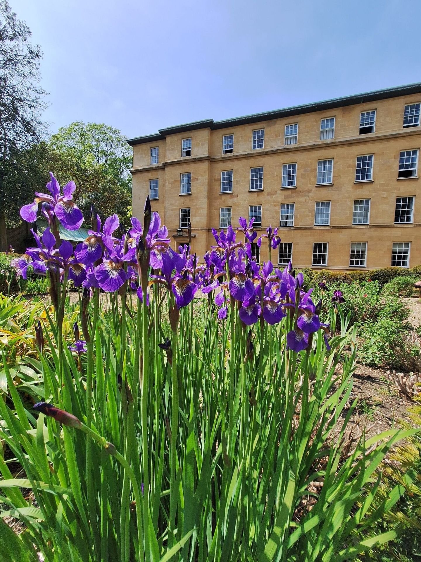 Second Court, Christ's College, Cambridge on a Spring Day with a beautiful purple iris in bloom.