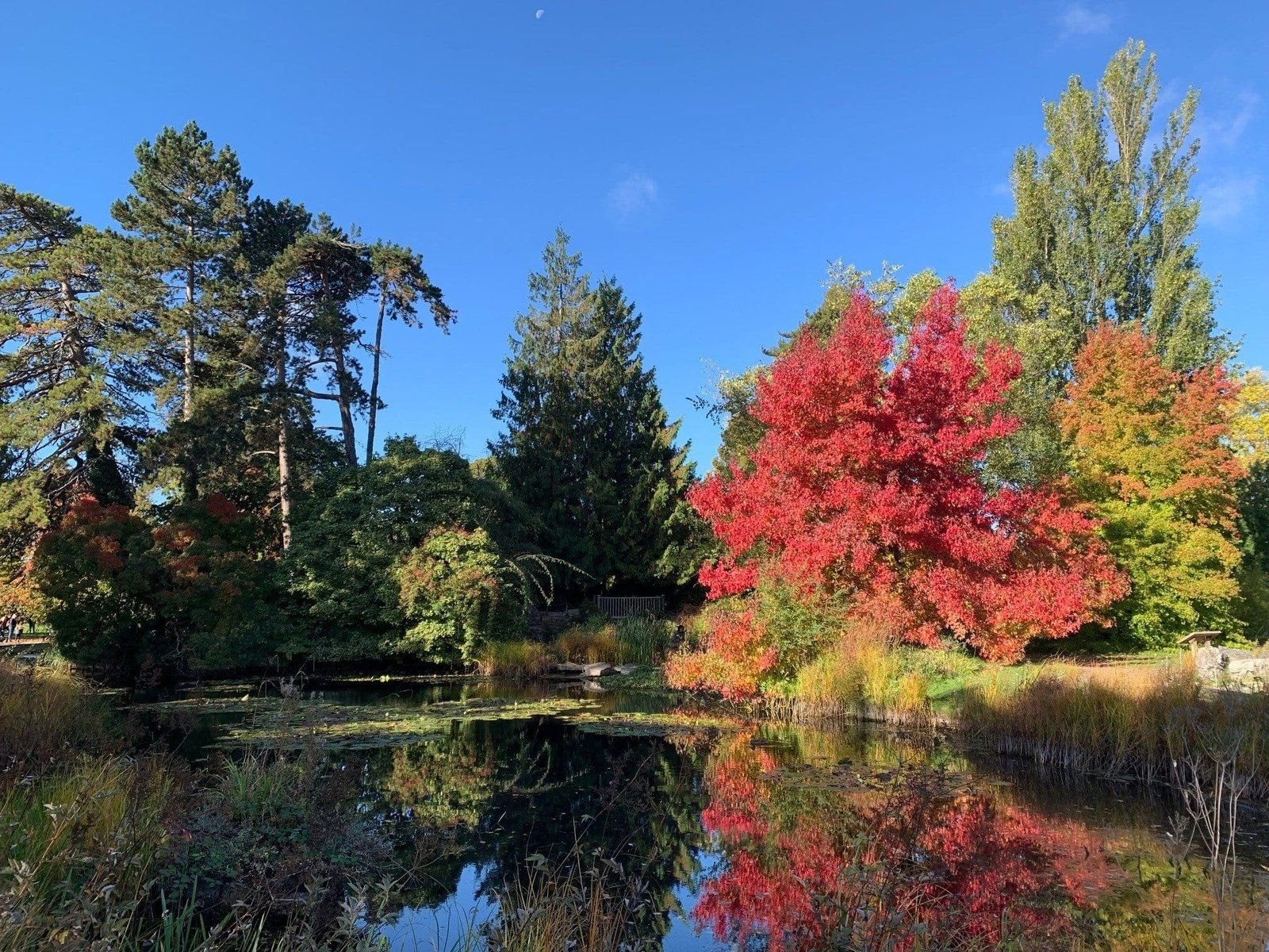 Autumn in Cambridge. Cambridge University Botanical Garden. A beautiful tree with red leaves by the pond.