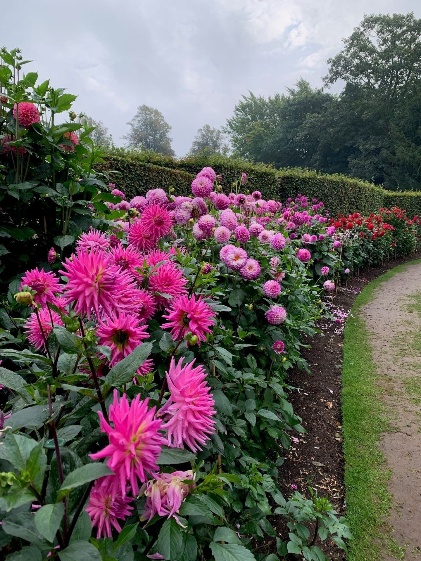 Gardens of Cambridge, Pink Dahlias at Anglesey Abbey, Cambridge