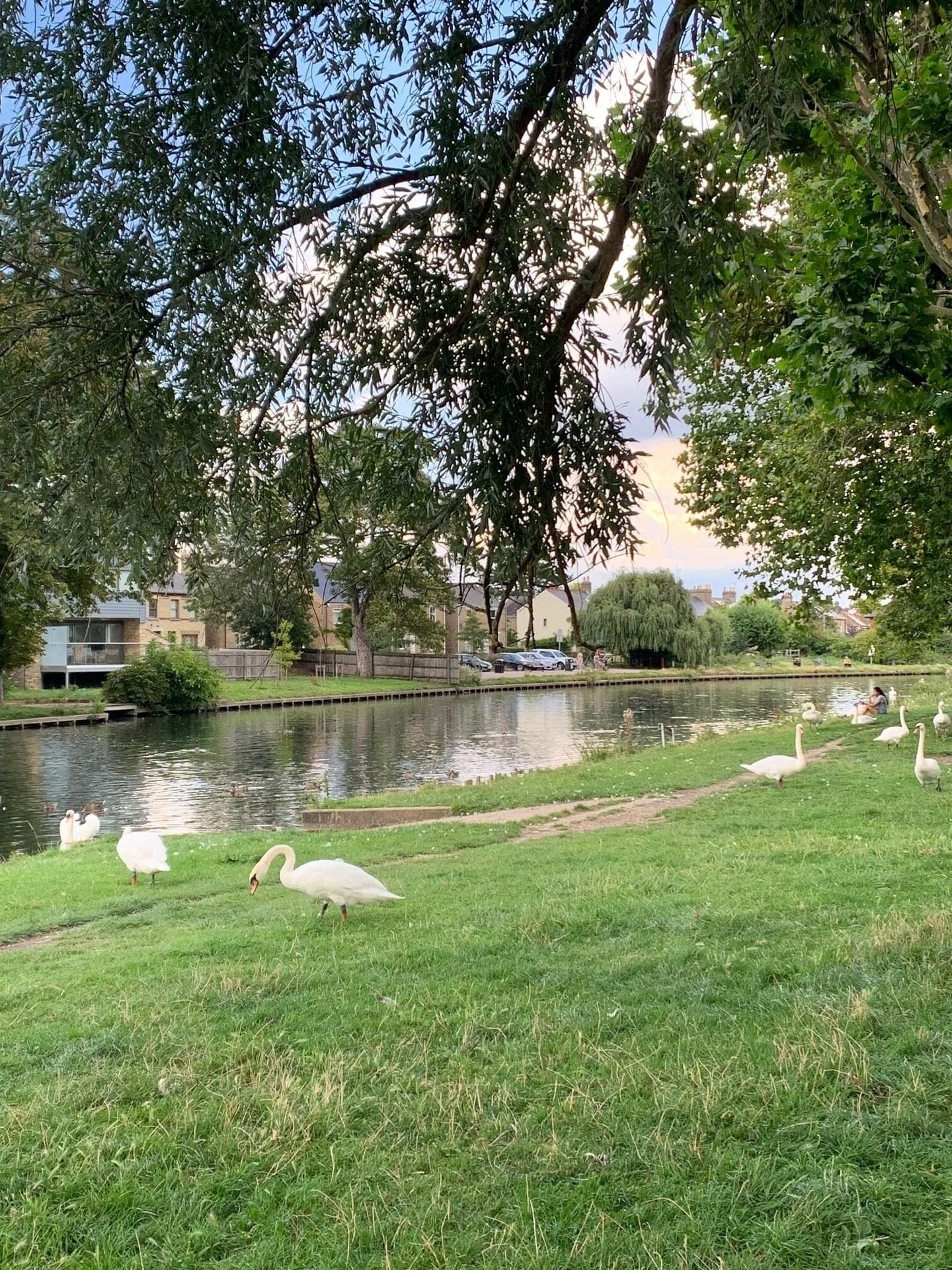Beautiful Spring walks in Cambridge. Swans on Stourbridge Common, Cambridge