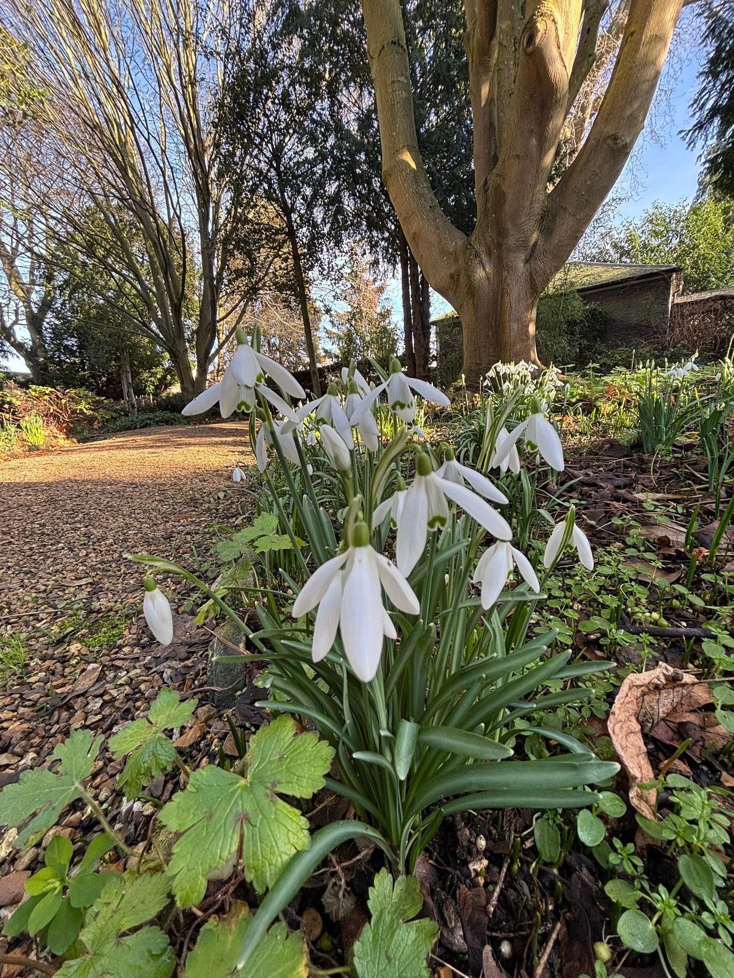 Snowdrops at Christ's College