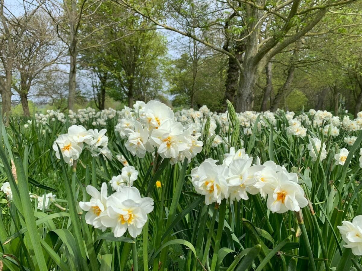Daffodils at Wimpole Hall Farm
