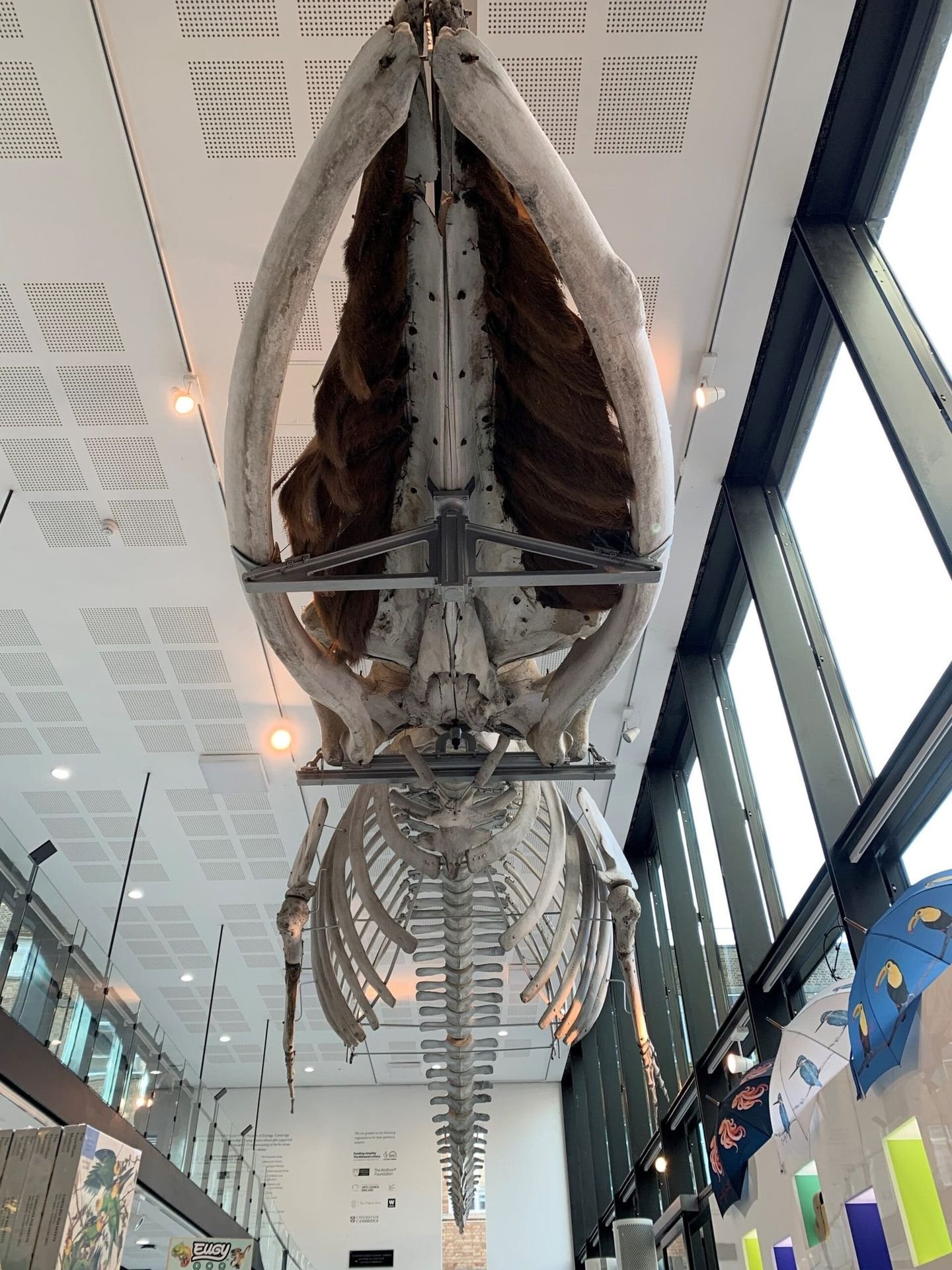 Whale skeleton at the Museum of Zoology, Cambridge