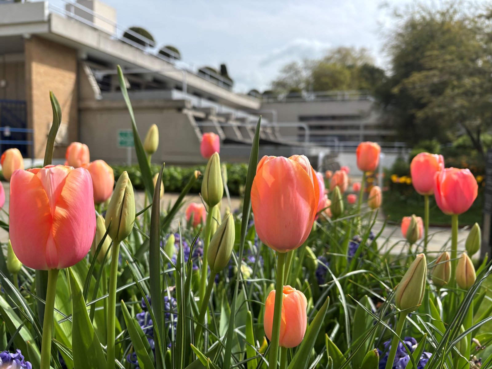 Peach tulips in front of New Court, the 'Typewriter' building, at Christ's College, Cambridge.