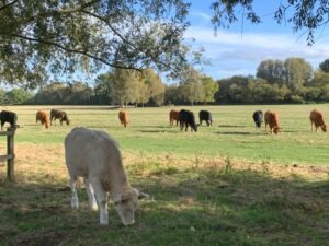 Beautiful Spring Walks in Cambridge 2 Cow's on Coldhams Common. Beatutiful Spring walks in Cambridge.