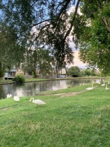 Beautiful Spring Walks in Cambridge 1 Beautiful Spring walks in Cambridge. Swans on Stourbridge Common, Cambridge