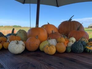 What’s On in Cambridge This October 1 A selection of pumpkins - whats on in Cambridge this October