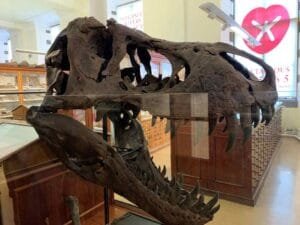 Dinosaur Skeleton Sedgwick Museum of Earth Sciences, Cambridge