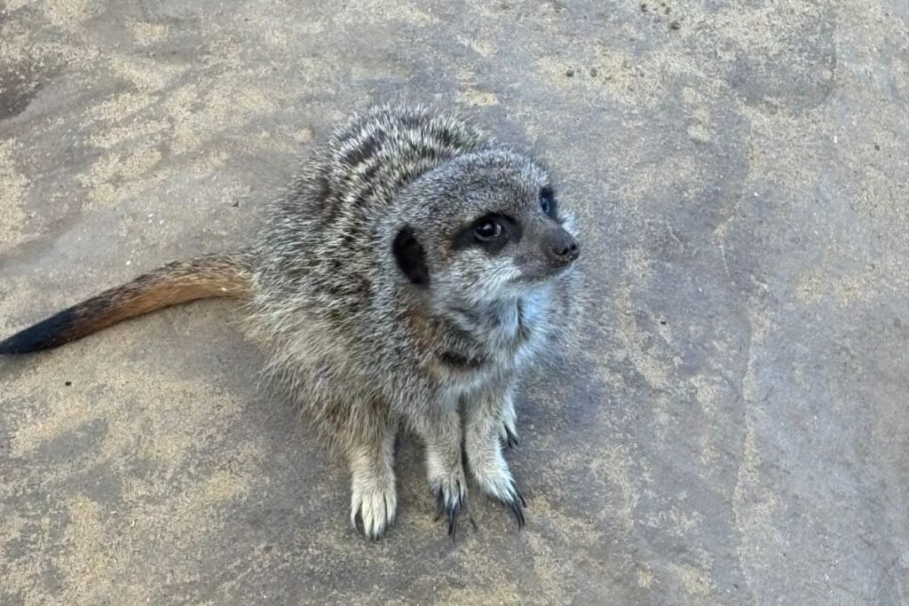 Shepreth Wildlife Park