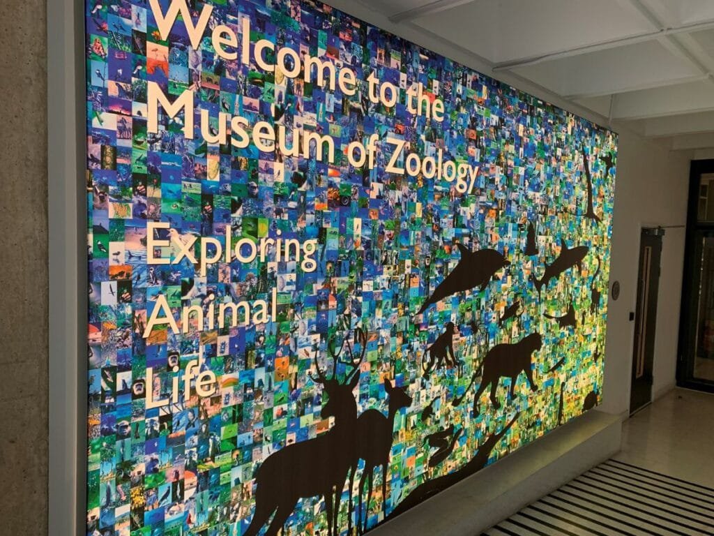 University Museum of Zoology, Cambridge. From moths to monkeys, mammoths to manatees, discover stories of extinction, survival, evolution and exploration.