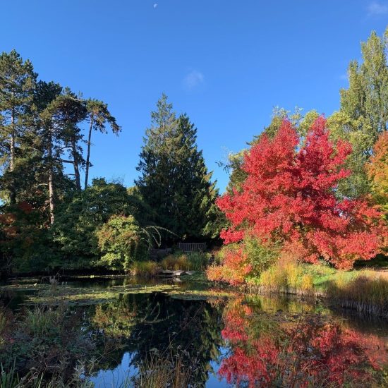 Autumn in Cambridge. Cambridge University Botanical Garden. A beautiful tree with red leaves by the pond.