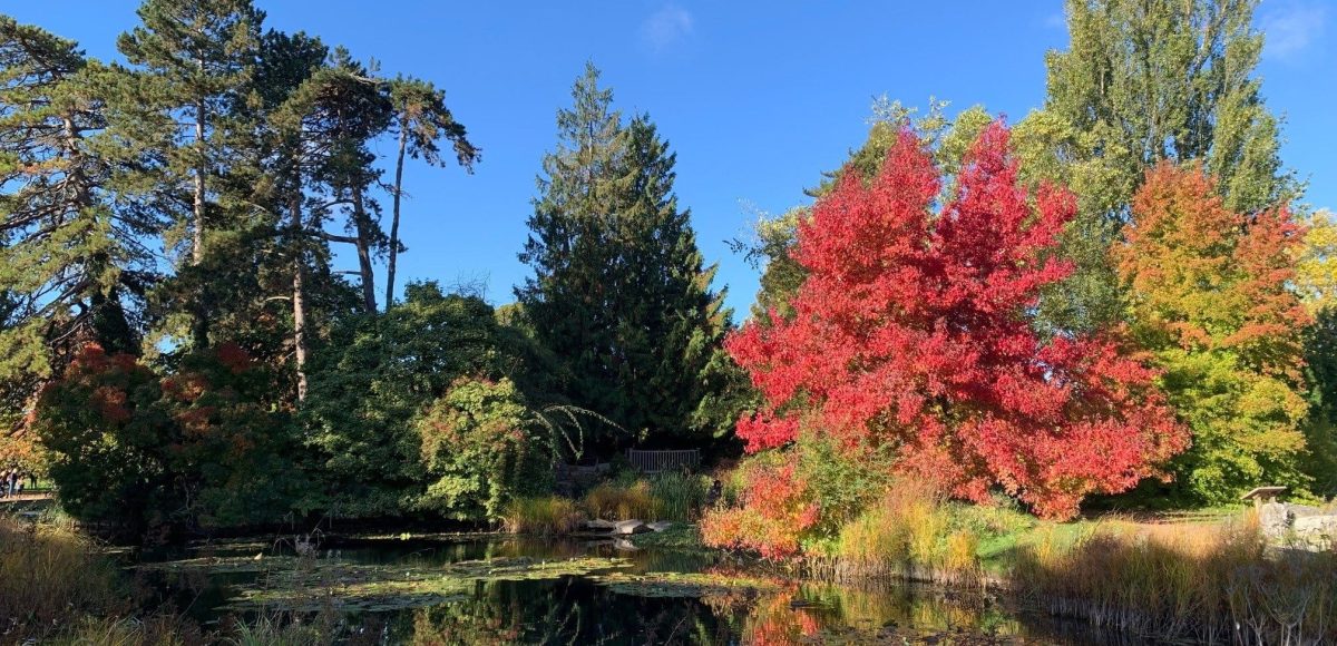 Autumn Botanical Gardens Autumn in Cambridge. Cambridge University Botanical Garden. A beautiful tree with red leaves by the pond.
