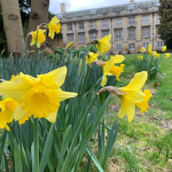 easter in Cambridge Daffodils in Christ's College Fellows Garden