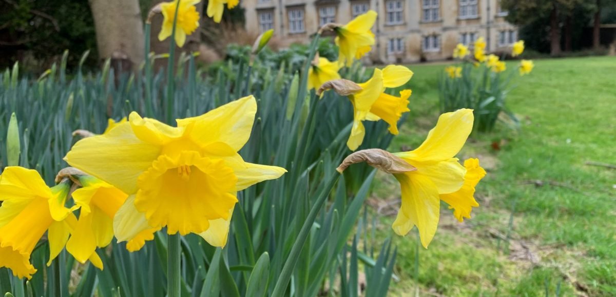 easter in Cambridge Daffodils in Christ's College Fellows Garden