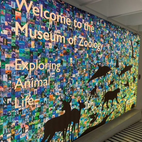 University Museum of Zoology, Cambridge. From moths to monkeys, mammoths to manatees, discover stories of extinction, survival, evolution and exploration.