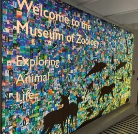 University Museum of Zoology, Cambridge. From moths to monkeys, mammoths to manatees, discover stories of extinction, survival, evolution and exploration.